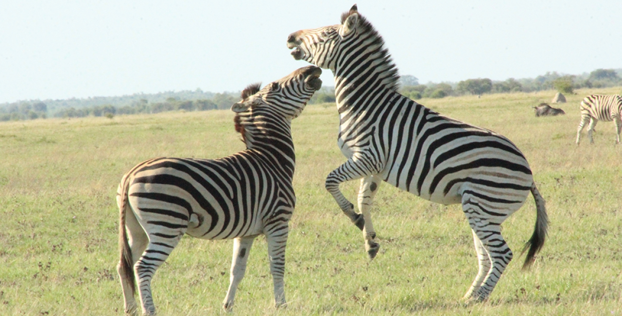 Makgadikgadi National Park