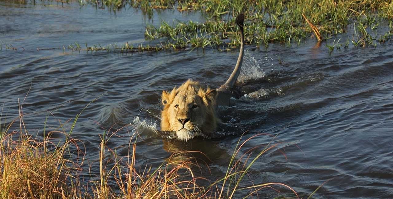 Moremi Game Reserve