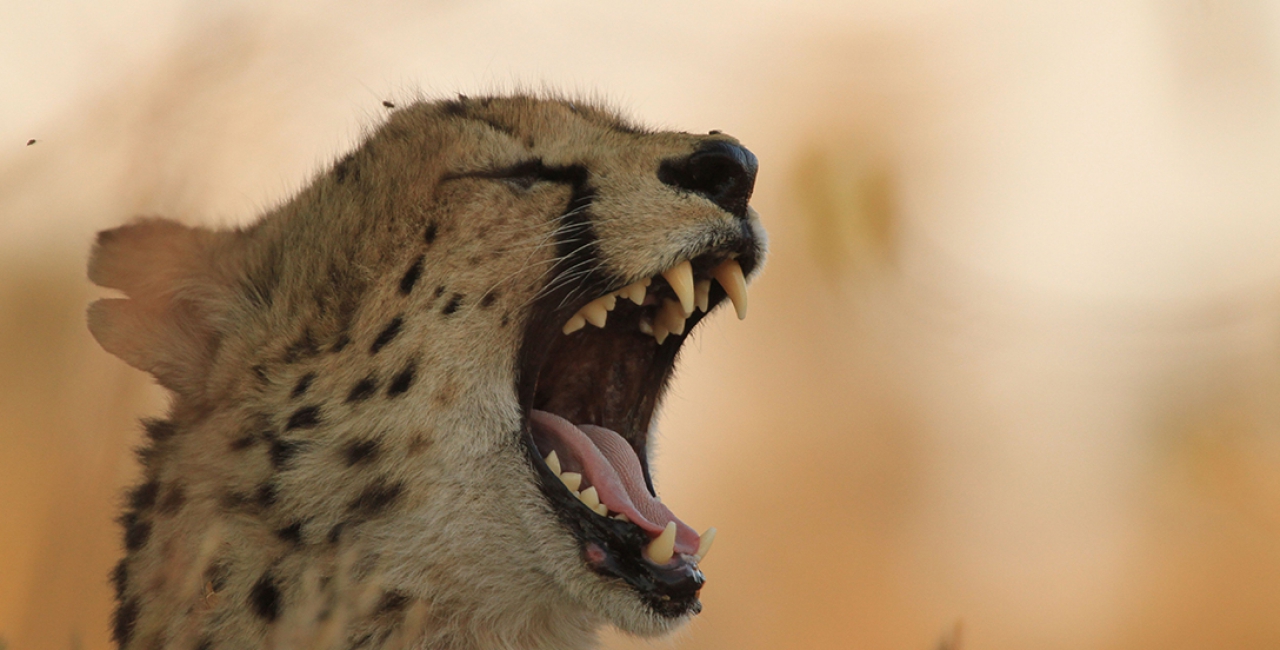 Nxai Pan National Park