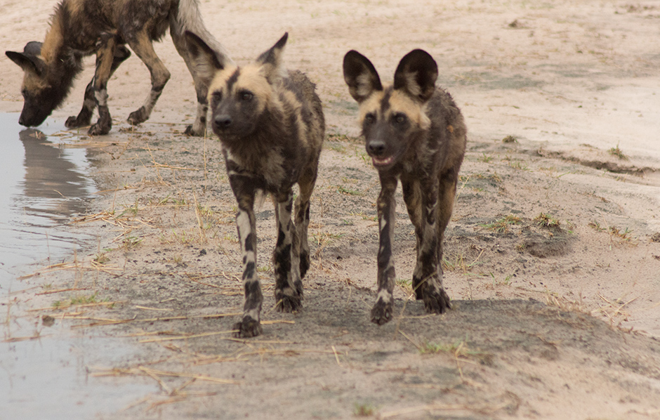 Sunrise to Sunset Game Drive
